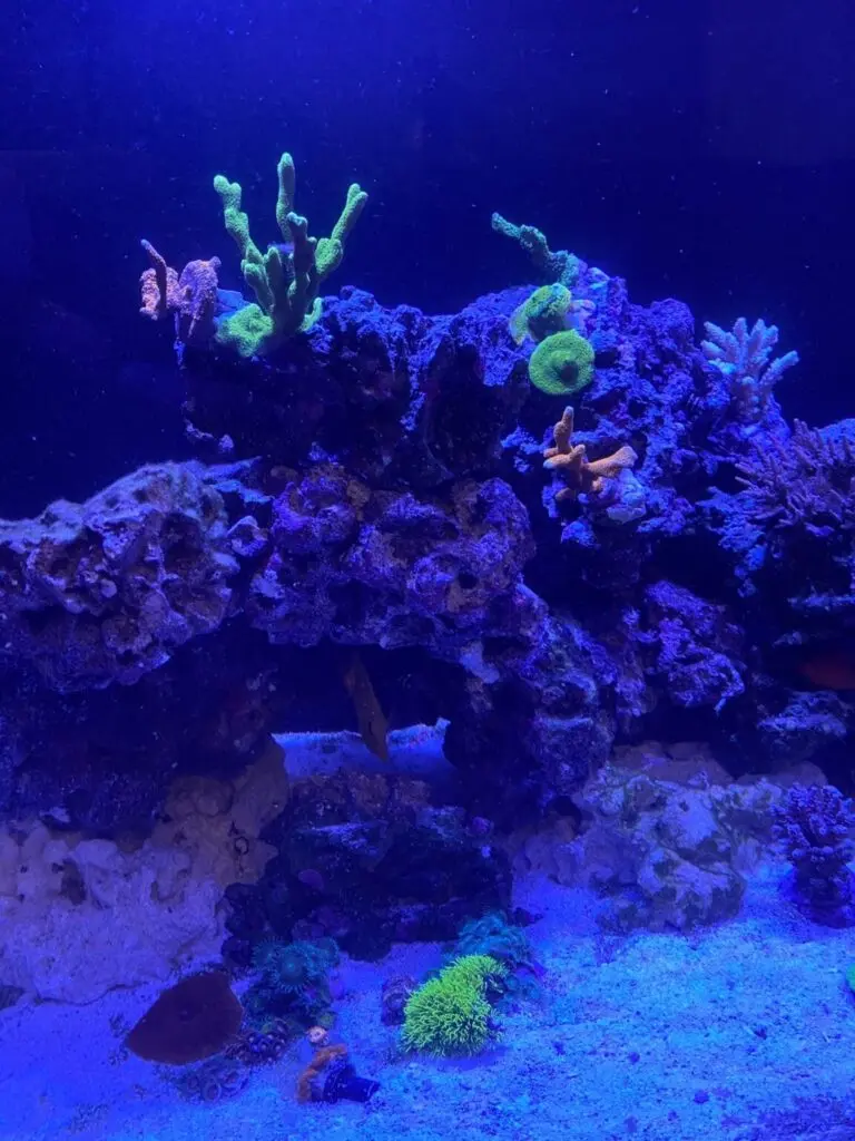 corals_00